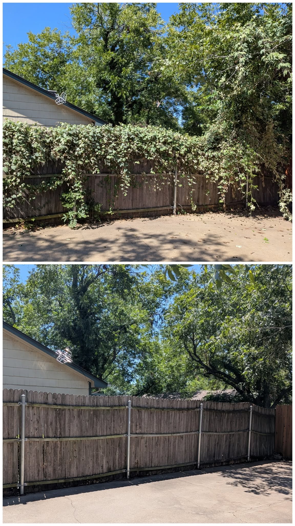 Hedge Trimming